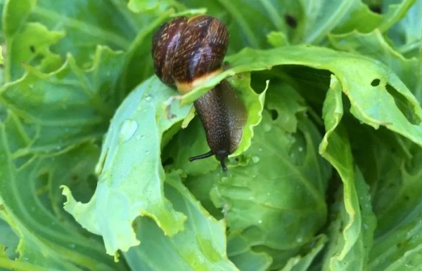Є кілька ефективних способів боротьби з равликами. Фото: gorodche.ru. Есть несколько эффективных способов борьбы с улитками. Фото: gorodche.ru.