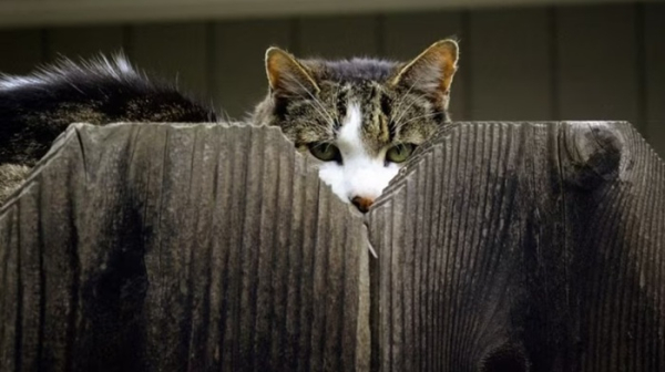 Коты и без подготовки ЦРУ неплохо шпионят - а вот слушаться не любят. /Фото: live-production.wcms.abc-cdn.net.au