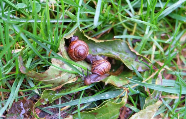 Равлики люблять вологі затишні місця. Фото: noviydoctor.com. Улитки любят влажные укромные места. Фото: noviydoctor.com.