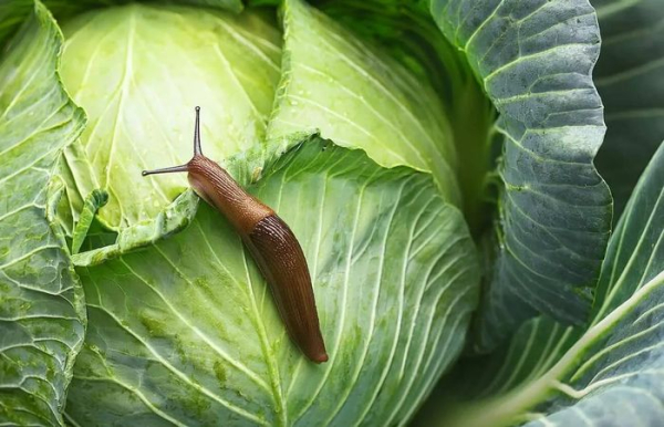 Ручне складання равликів і слимаків - найпростіший спосіб позбутися шкідників. Фото: pogovorim.by. Ручная сборка улиток и слизняков - самый простой способ избавиться от вредителей. Фото: pogovorim.by.