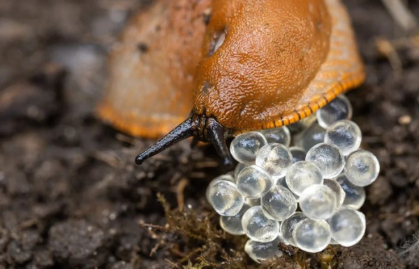 Хімічні засоби допомагають у боротьбі не тільки з дорослими особинами, а й з яєчною кладкою. Фото: 24smi.org. Химические средства помогают в борьбе не только со взрослыми особями, а и с яичной кладкой. Фото: 24smi.org.