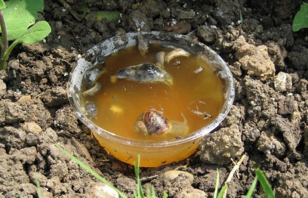 Також у боротьбі з равликами та слимаками допомагають пастки. Фото: cdn2.botanichka.ru. Также в борьбе с улитками и слизнями помогают ловушки. Фото: cdn2.botanichka.ru.