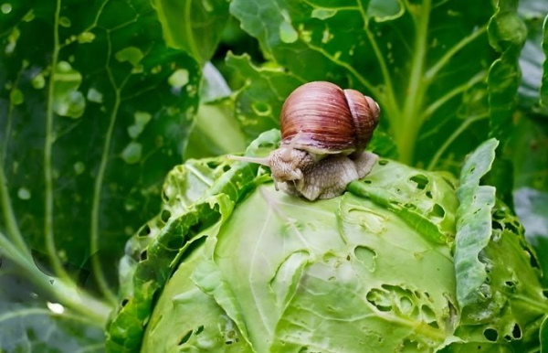 На перший погляд тихі та нешкідливі, але насправді ті ще шкідники. Фото: nativepestmanagement.com. На первый взгляд тихие и безобидные, но на деле - те ещё вредители. Фото: nativepestmanagement.com.