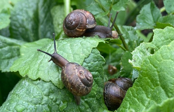 Головна 27 Звідки на ділянці беруться равлики і як позбутися їх без шкоди для…