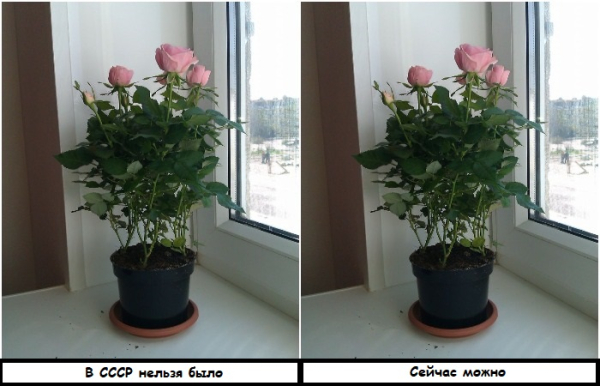 У радянських квартирах не можна було тримати троянду в горщику В советских квартирах нельзя было держать розу в горшке