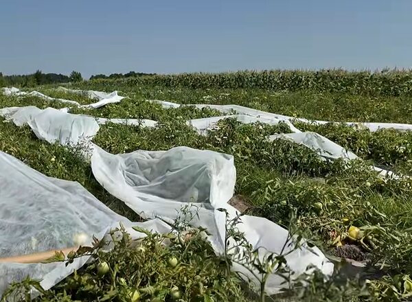 Як спека змінила агротехніку на Чернігівщині