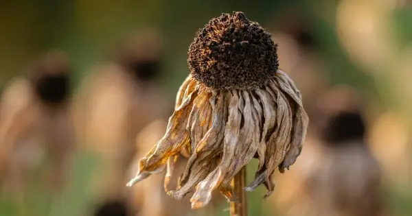 Україну охопила спека: синоптики попереджають про небезпеку в “червоних” містах