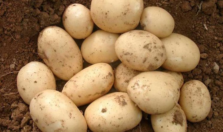 Європа зменшила площі під насіннєвою картоплею на 1,6%