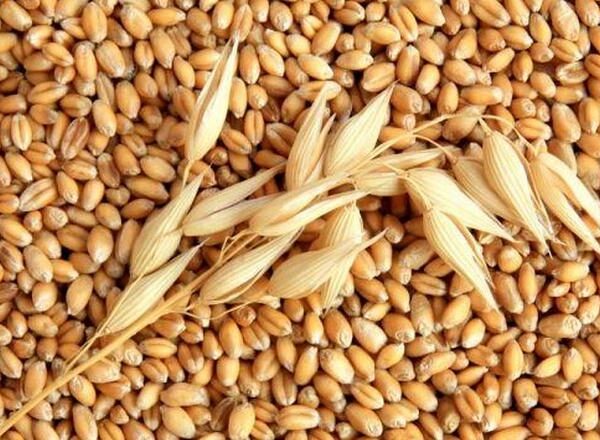 Ціни на фуражний ячмінь знизились ще на 100-200 грн/т – AgroTimes