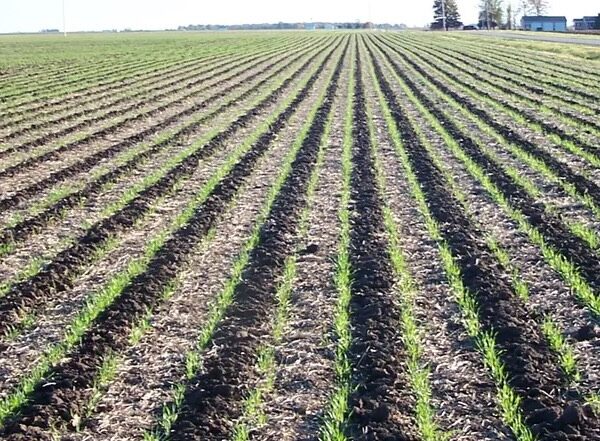 Strip-till на ПСП «Перемога»: 40–45 л/га пального на гектар