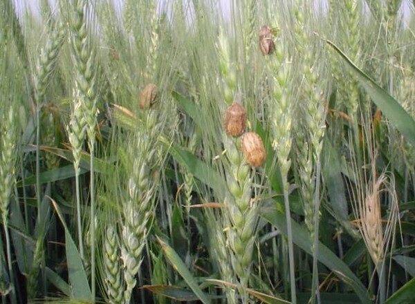 Весняні заморозки скоротили популяцію клопа шкідливої черепашки