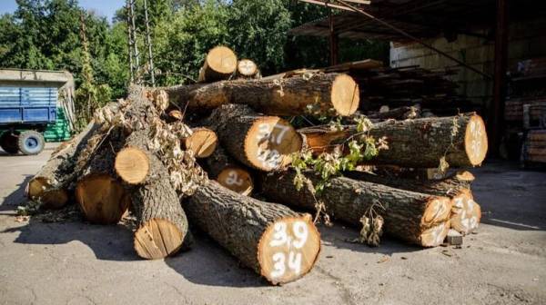 КМДА: Зрізані дерева на Теремках перетворять на корисні матеріали 7