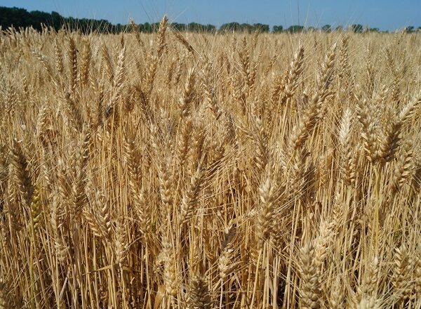 Черкаське господарство визначило найприбутковіші культури