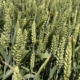 Tekom Agro Group завершує підготовку ґрунту до сівби озимих - AgroTimes 2