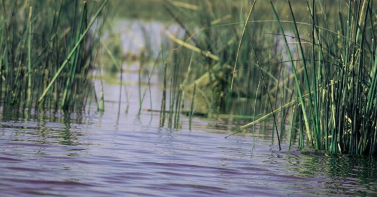 Як водойми заражають хворобами: науковці пояснили небезпеку купання 4