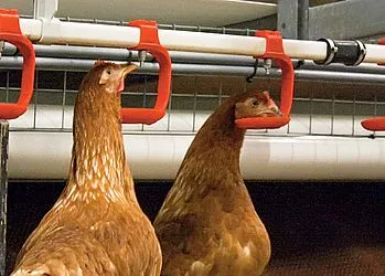 Губин: пробіотики поліпшують якість продукції птахокомплексу
