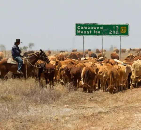 Мерехтіння повітря: показник заломлення повітря неоднорідний. Фото: „Livestock crossing the road in Queensland, Australia“ від [AlphaLemur]