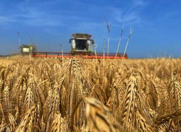 Українські аграрії зібрали майже 32 мільйони тонн зерна нового врожаю
