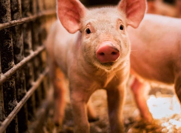 Як дефіцит селену впливає на репродукцію та здоров’я свиней