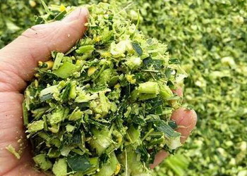 Визначаємо ідеальний час для заготівлі кукурудзи на силос 1