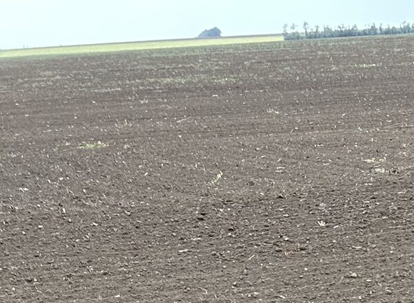 Як на Херсонщині готують поля під пар: досвід місцевих аграріїв