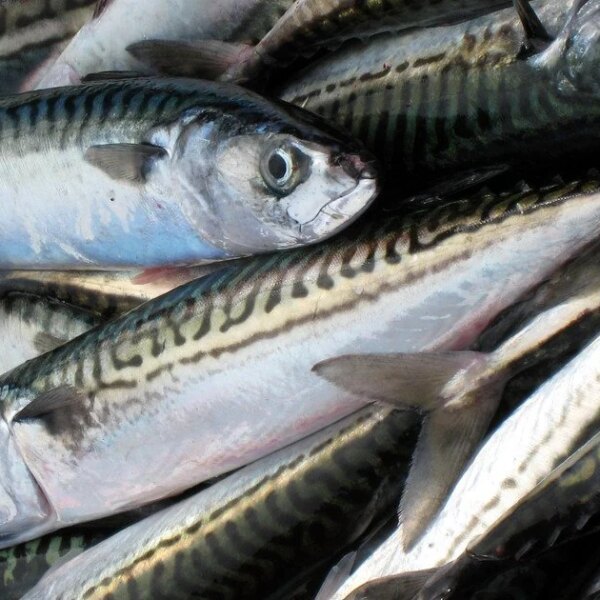 7 продуктів, що зміцнять ваші кістки та м’язи завдяки магнію