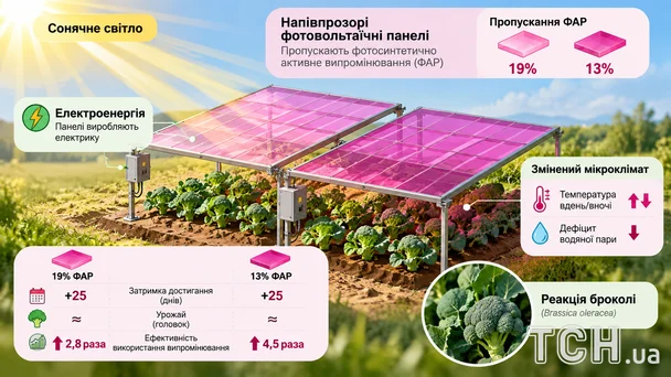 Вирощуємо електрику: сонячні панелі, що живляться від рослин 3 Сонячні панелі для городини / © ТСН